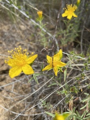 Hypericum concinnum