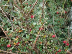 Cotoneaster microphyllus