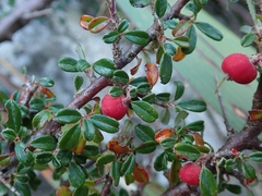 Cotoneaster microphyllus