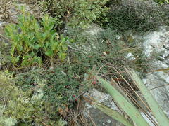 Cotoneaster microphyllus