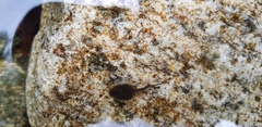 Rana huanrensis