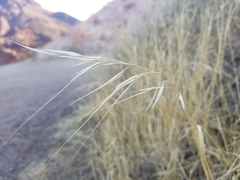 Hesperostipa spartea
