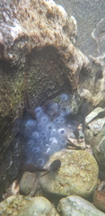Rana huanrensis