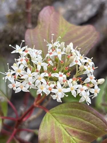 red osier dogwood