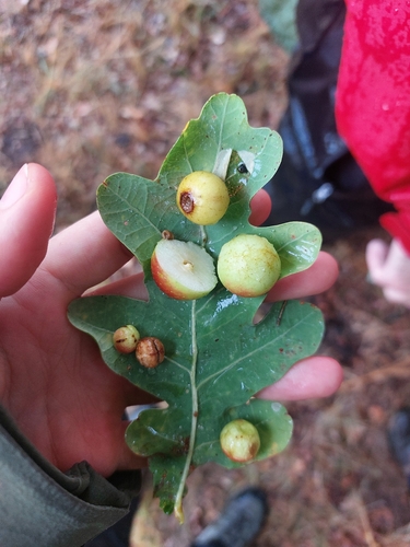 Cherry Gall Wasp