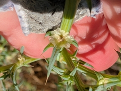 Salsola australis, photograph (c) Millie Basden, some rights reserved (CC BY)