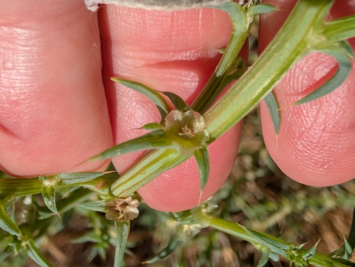 Salsola australis, photograph 5
