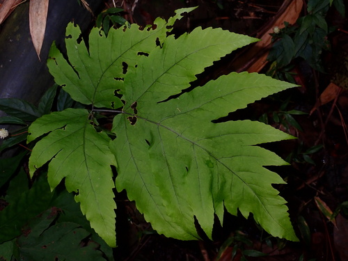 Tectaria melanocaulos