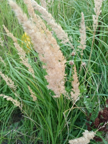 Bushgrass