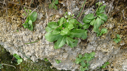 Thin Leaf Brookweed