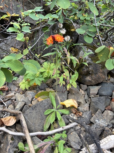 orange hawkweed