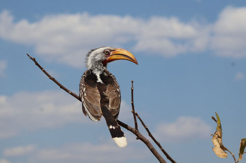 Southern Yellow-billed Hornbill