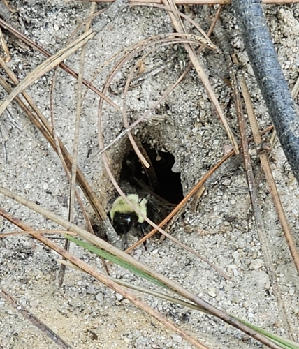 Common Eastern Bumble Bee