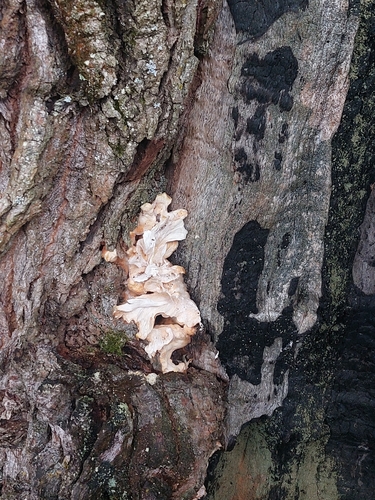 chicken of the woods