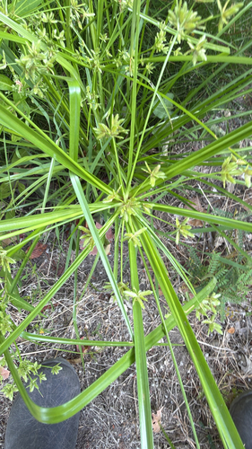 Cyperus ochraceus observed 2026-09-11