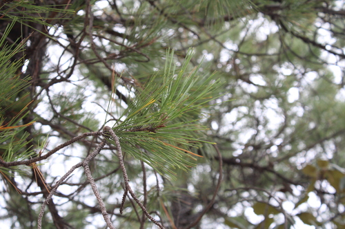 Herrera's pine (Pinus herrerae)