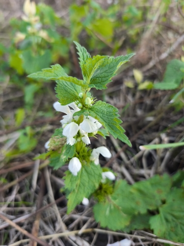 White deadnettle