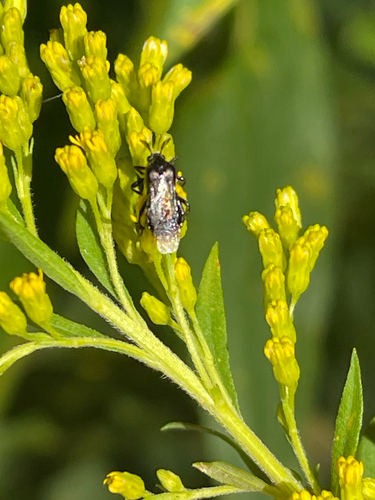Ripiphorus fasciatus