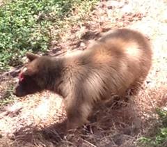 Ursus americanus