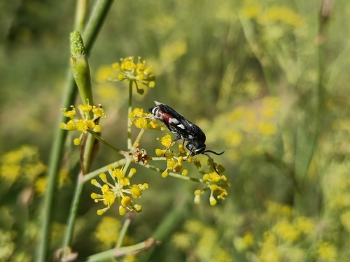 Pseudopompilus humboldti