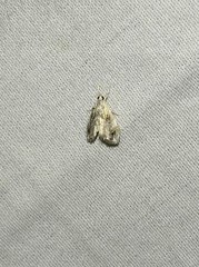 Glaphyria basiflavalis