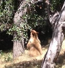 Ursus americanus