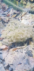 Rana huanrensis