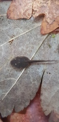 Rana huanrensis