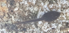 Rana huanrensis