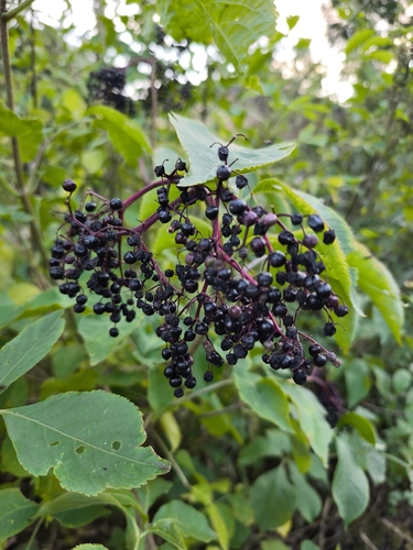 European black elderberry