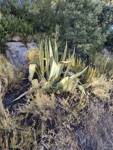 American century plant