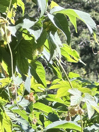 western hop