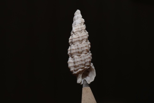 Cerithium muscarum, 2026-09-04
