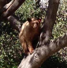 Ursus americanus