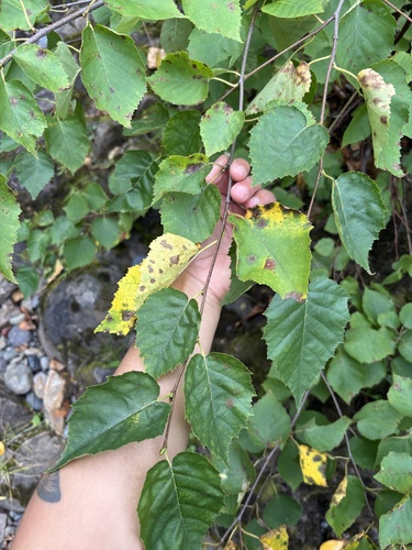 paper birch
