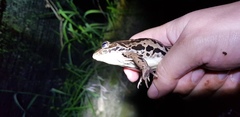 Pelophylax nigromaculatus