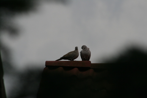 Eurasian Collared-Dove