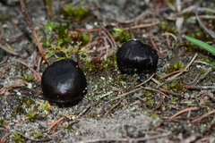 Entoloma moongum