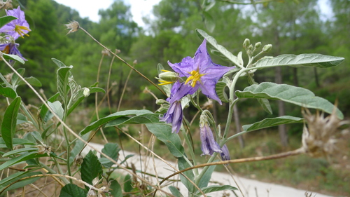 silverleaf nightshade