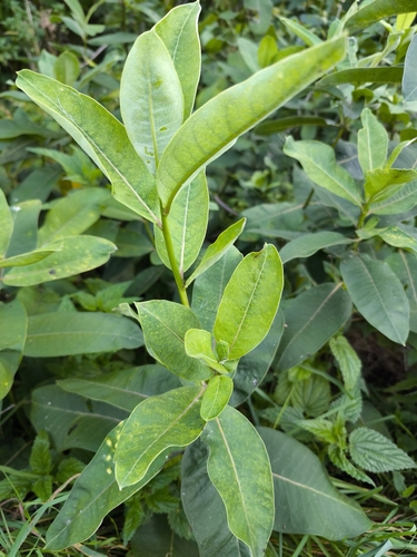 common milkweed
