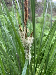 Carex barbarae
