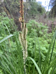 Carex barbarae