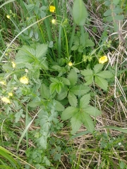 Potentilla chrysantha