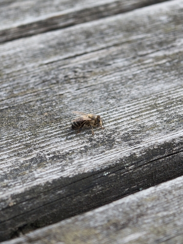Western Honey Bee