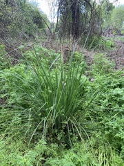 Carex barbarae