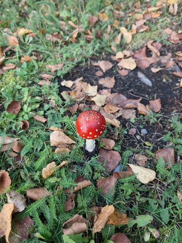 Fly Agaric