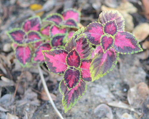 Coleus scutellarioides