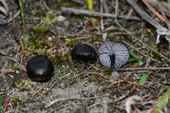 Entoloma moongum