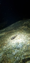 Rana huanrensis