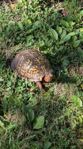 Eastern Box Turtle